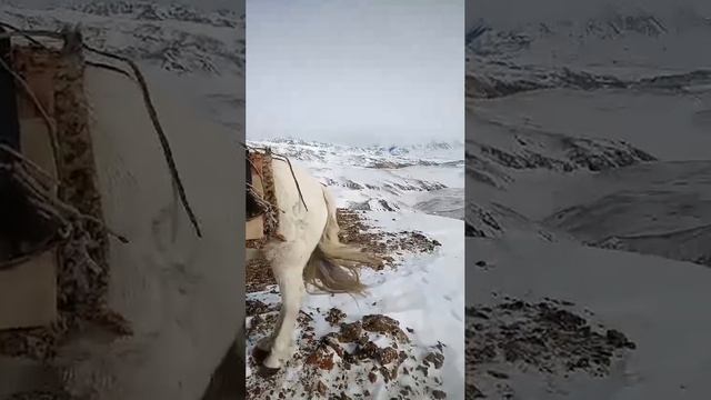 Землетрясение на Алтае. Видео из эпицентра землетрясения #алтай  #землятресение