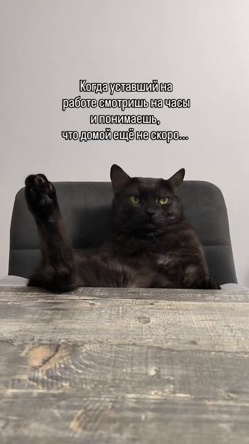 Жиза😂