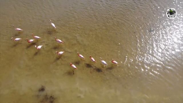 Flamingos in the city