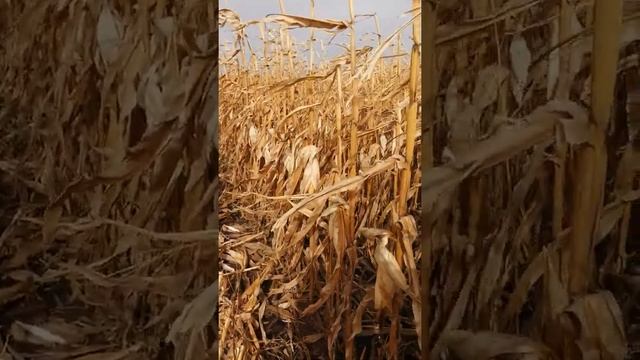 Уборка кукурудзи 2020 дкс 3511