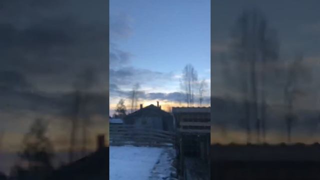 Атака ястреба с первым снегом