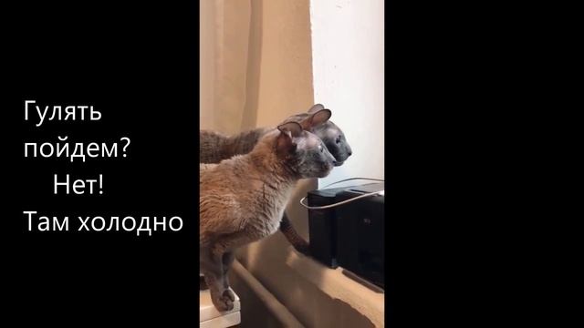 Смешные кошки
