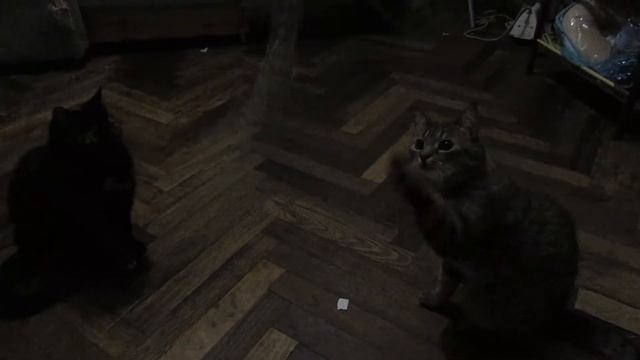 Котики играют)