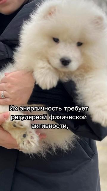 БОГАТСТВО ПОРОДЫ САМОЕД