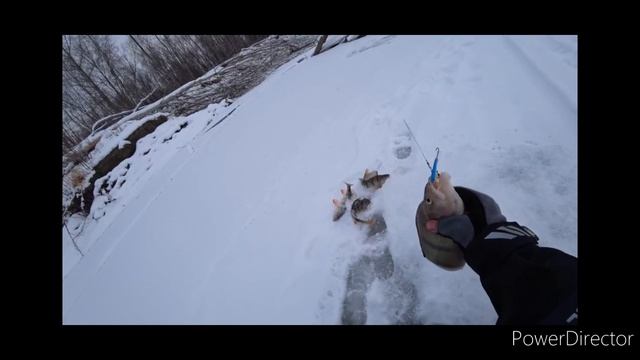 ПОКЛЕВКИ КРУПНОГО ОКУНЯ ЗИМОЙ!