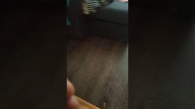 Нелегкая жизнь хомяков!