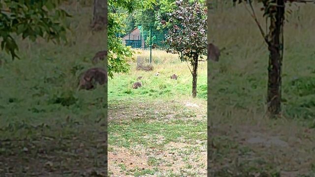 В Ростовском зоопарке