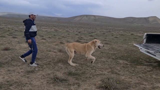 Аборигенные Волкодавы гор Бамы!