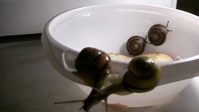 Romantic snails-2