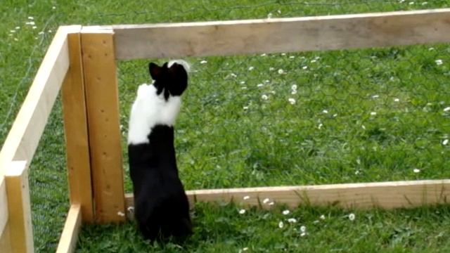 lapin, le film !!!