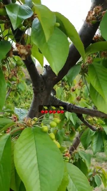 #cherry #ciliegie #κερασια #lapin