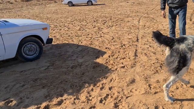 Боевые Волкодавы - Теджен район Бабадайхан.
