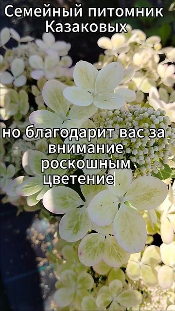 пастель грин гортензия метельчатая