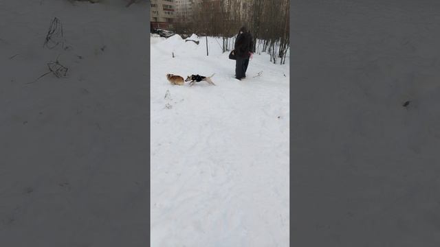снежинка играет с щенком