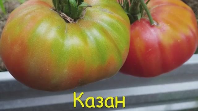 ТОМАТЫ. Крупноплодные сорта томатов.