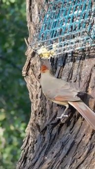 Female Cardinal Eating Suet #Shorts #bird #nature