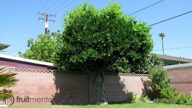 Saving Citrus Trees by Removing Unloved Trees