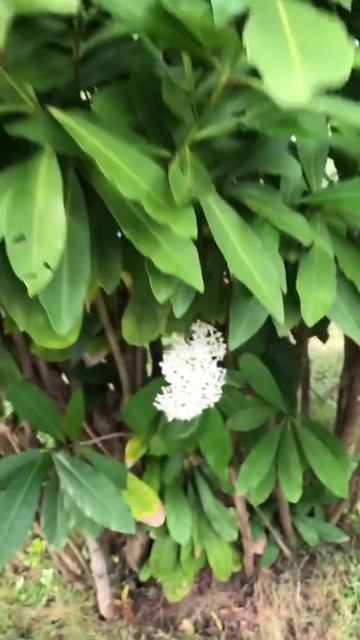 Ixora Finlaysoniana