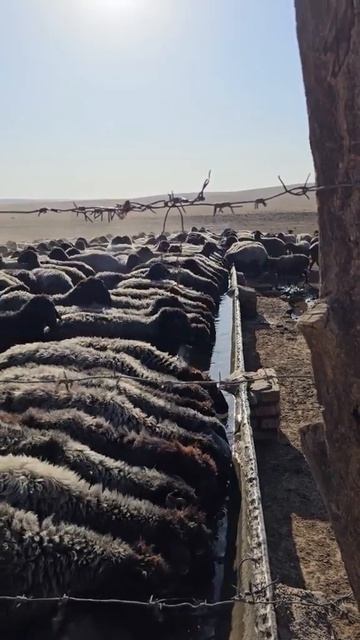 Тахта Базар, Туркменистан.