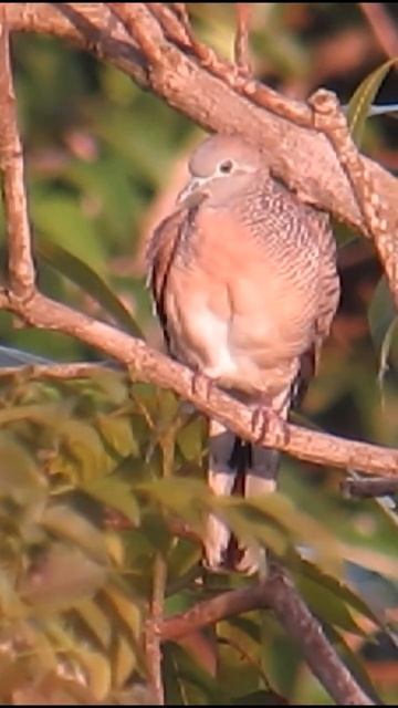 A dove is on a mango tree 💚 #shorts #birds #Animal