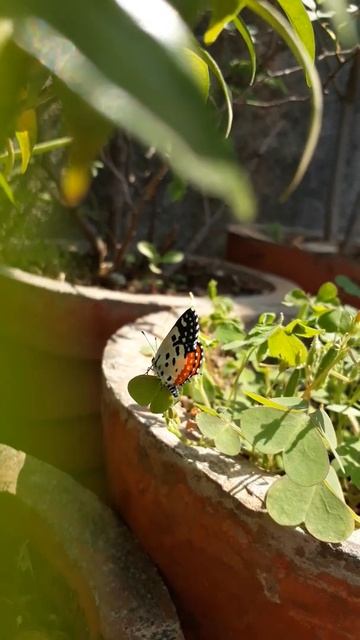 Butterfly Titali fulpakharu in my terrace flower garden talegaon dabhade