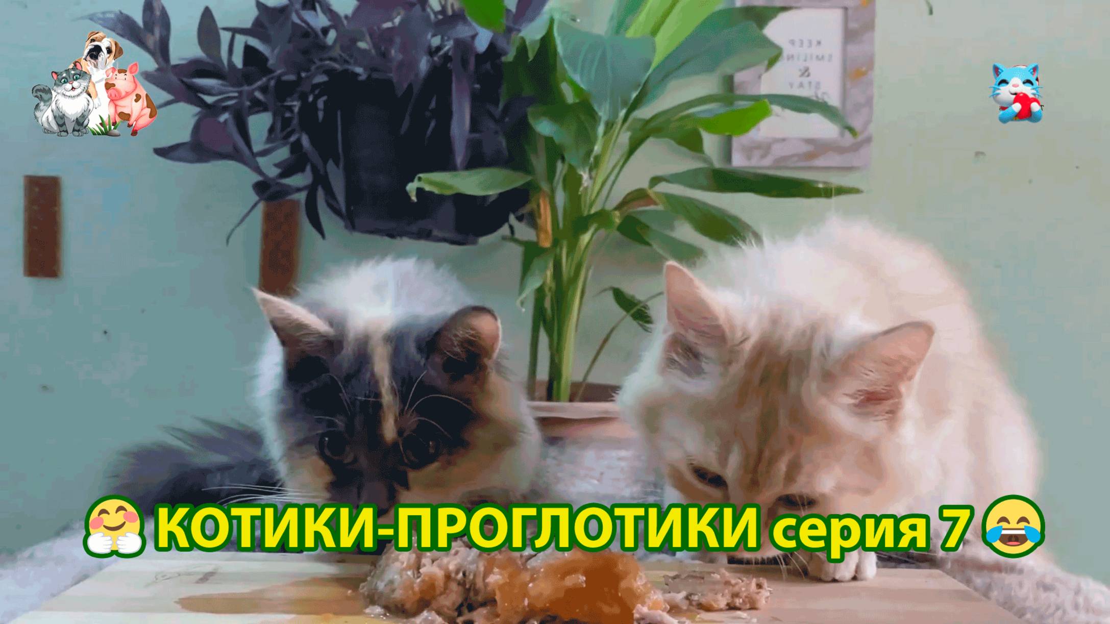 Котики-проглотики растут будущие птицеводы 🐈🐈⬛😹 эпизод (7)