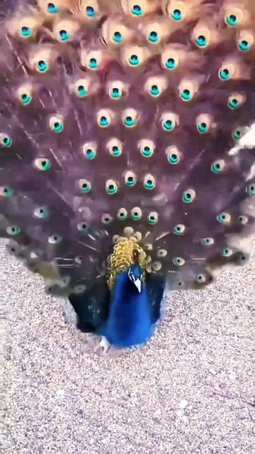 Beautiful Peacock dance l sound #youtubeshorts #shorts #natural #peacock #peacocklove #viral #yt