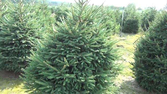 16212  Ель стриженая в горшке 1.40 – 1.60 м
