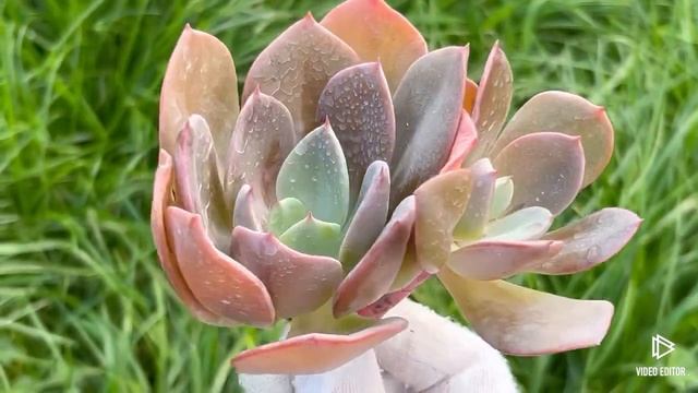 Echeveria Purple Tint