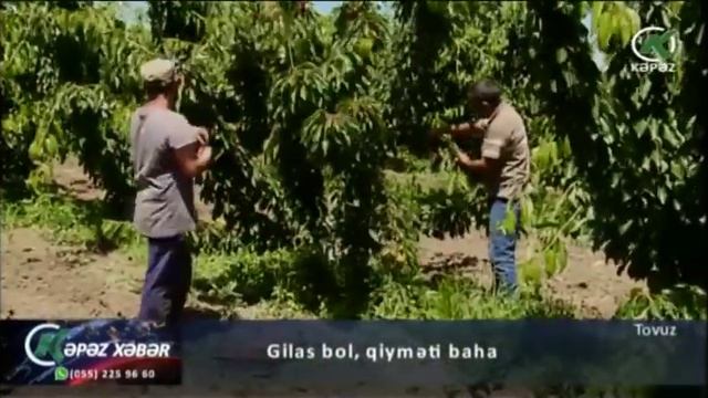 Gilas bol, qiyməti baha - Kəpəz TV