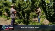 Gilas bol, qiyməti baha - Kəpəz TV