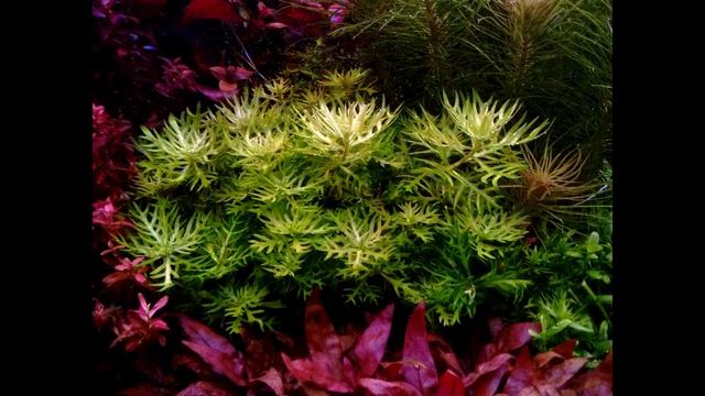 Dutchstyle planted aquarium / How to grow aquatic plants in an aquarium ? / epoka akwariowa