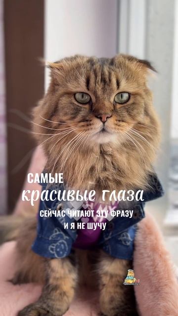 Самые красивые глаза!😻 #котики #милота #милыекотики