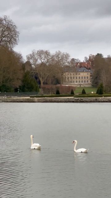 Swan geese A beautiful couple #Гуси  #лебеди