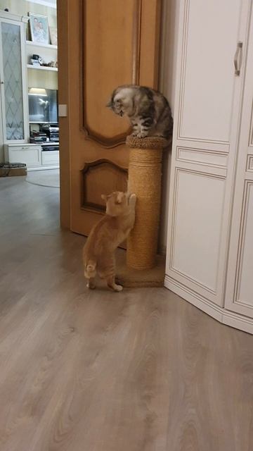 Я только точу коготки:)!