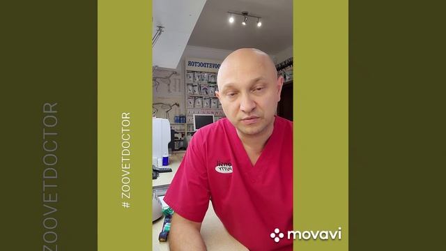 Лук противопоказан собакам и кошкам, блог бологер советы ветеринара Дмитрия Ушакова,  #зооветдоктор