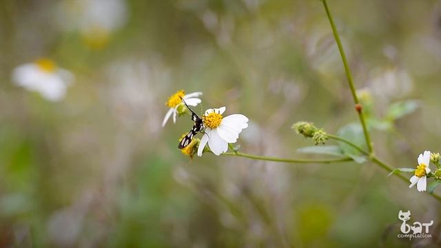 Video pour chats avec des papillons video for cat with butterfly film pour animaux de compagnie