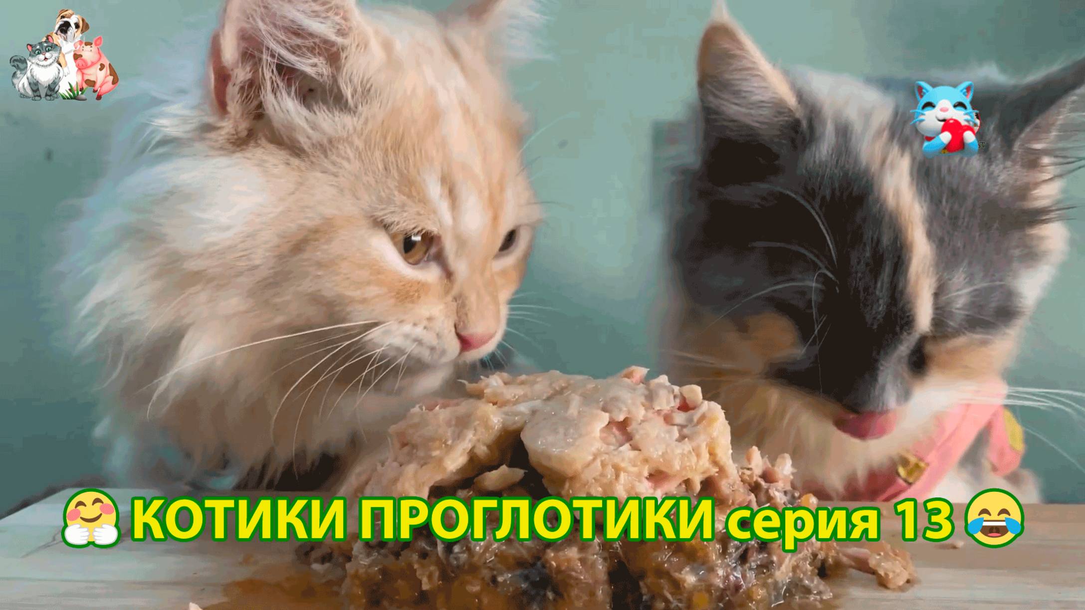 Котики-проглотики растут будущие птицеводы 🐈🐈⬛😹 эпизод (13)