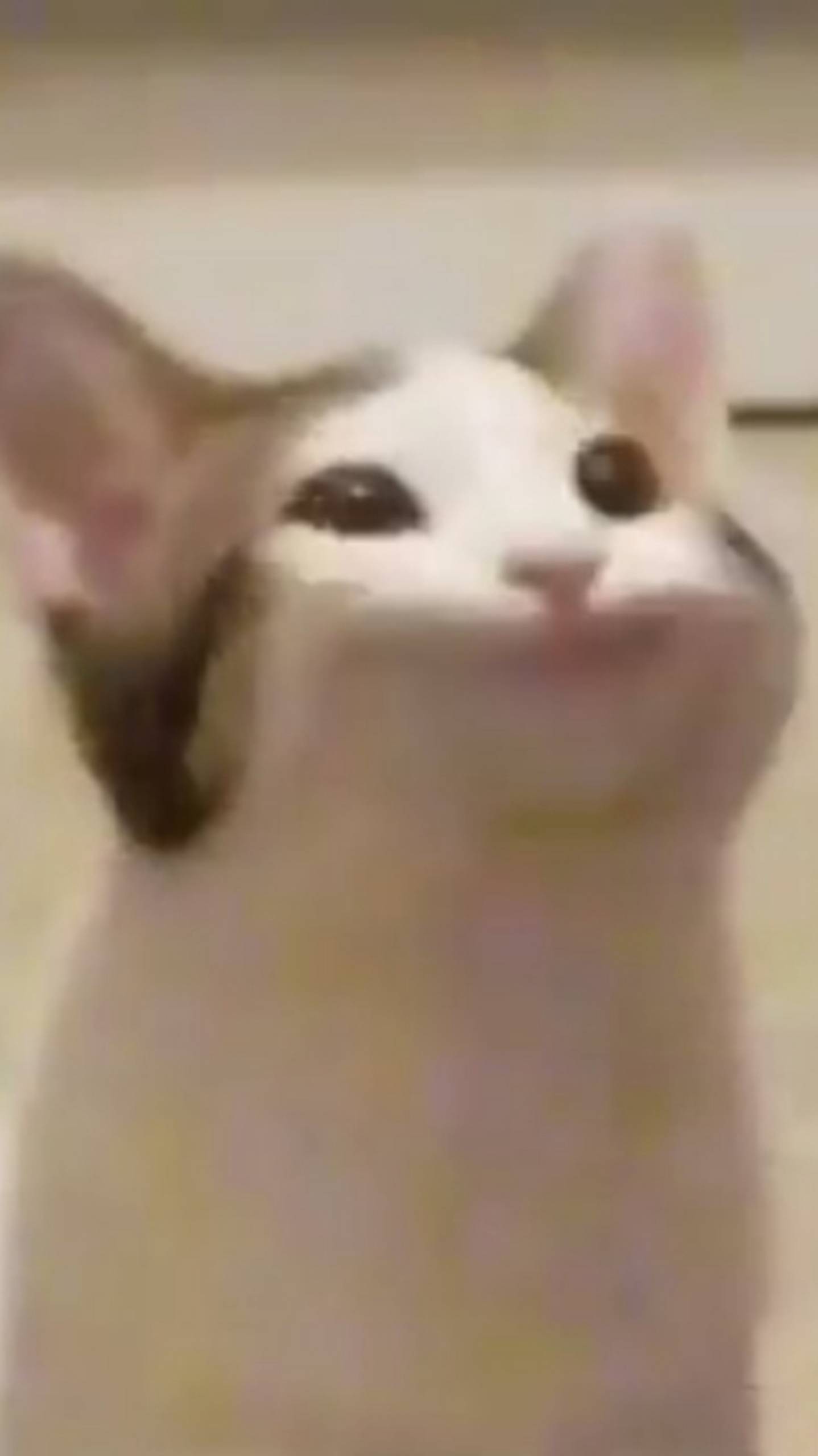 Pop cat