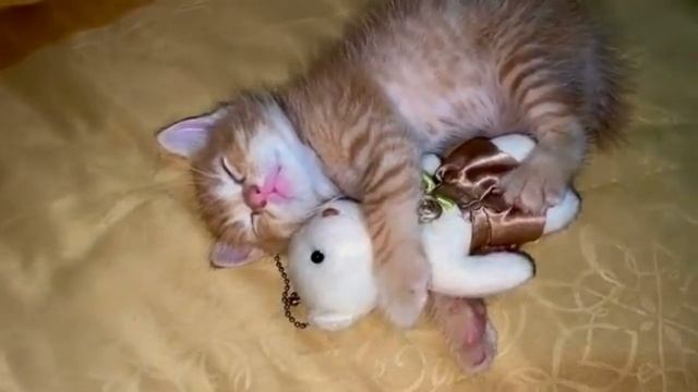 🤣🤣🤣 СМЕШНЫЕ ЖИВОТНЫЕ ЛУЧШИЕ ПРИКОЛЫ С КОТАМИ, СОБАКАМИ, ЖИВОТНЫЕ, СМЕШНЫЕ ВИДЕО