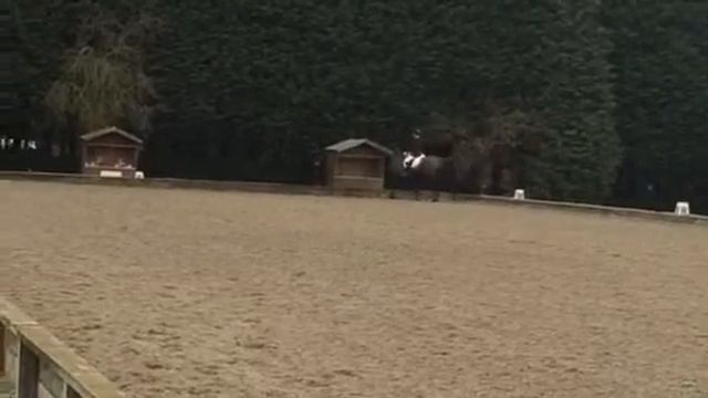 Ashley Jenkins Dressage horse salsa hit novice 39 5yr