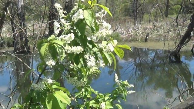 с Чернавка, Бондарский район