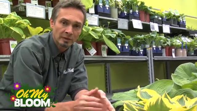 Hostas - Overview and Tips