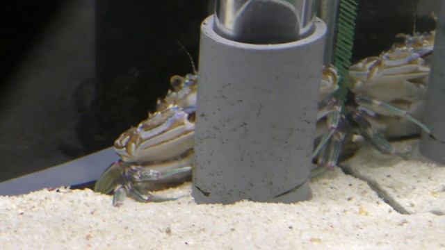 マダライシガニモドキ (エビとカニの水族館) 2018年12月26日