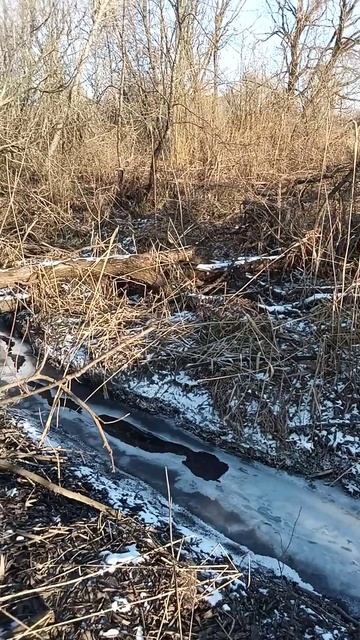Бобры завалили большое дерево