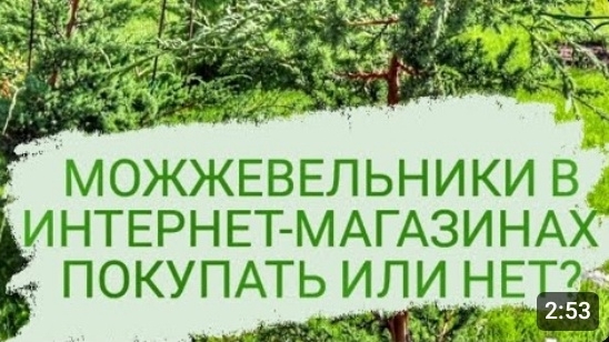 ВОПРОС КОТОРЫЙ МНЕ ЧАСТО ЗАДАЮТ: "МОЖЖЕВЕЛЬНИКИ В ИНТЕРНЕТ-МАГАЗИНАХ ПОКУПАТЬ ИЛИ НЕТ?"