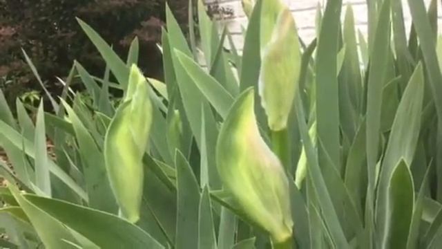 Sonata in Blue Bearded Iris Prepare for Spring Parade! Episode 1