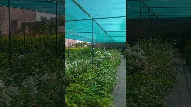 Питомник растений в Ангарске  ,, Агро нэо,, 30.08.23.