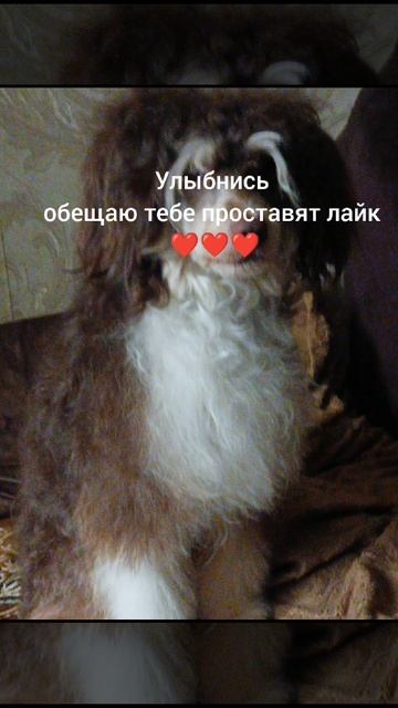 Улыбка собаки. Собака улыбка. Топ улыбок, собак. Лучшая улыбка года.