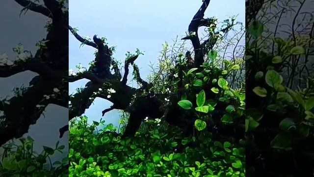 Marsilea hirsuta